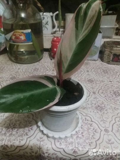 Строманта Триколор