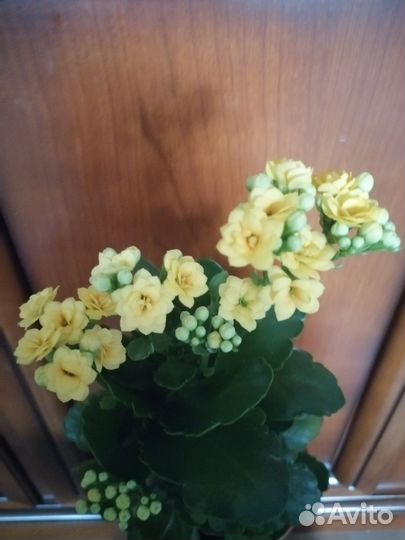 Каланхоэ
