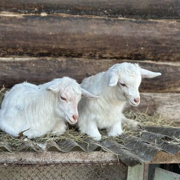 Коза и козлята