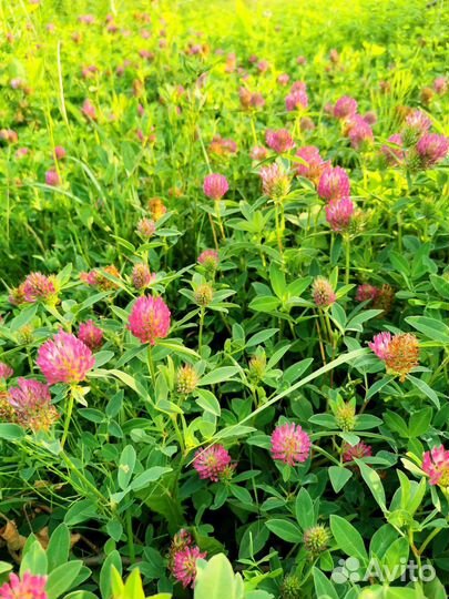 Гидролат клевера лугового 100 мл стекло