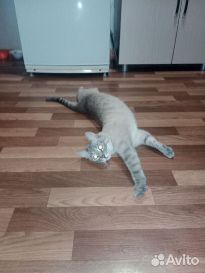 Котик в добрые руки