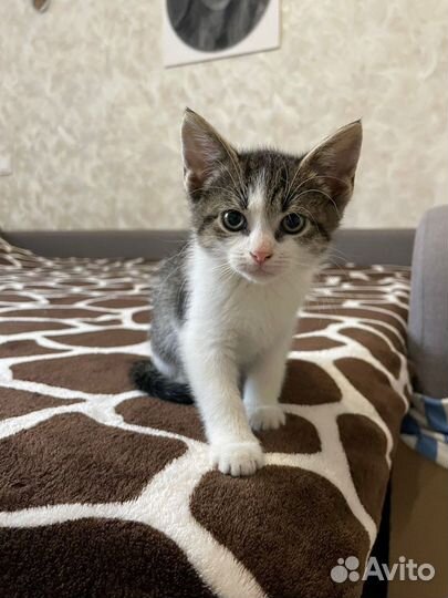 Котята бесплатно