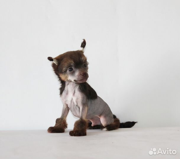 Мини мальчик шоколадного окраса