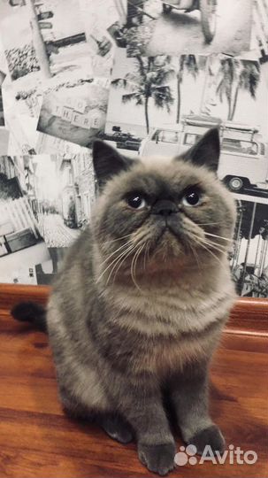 Кот вязка