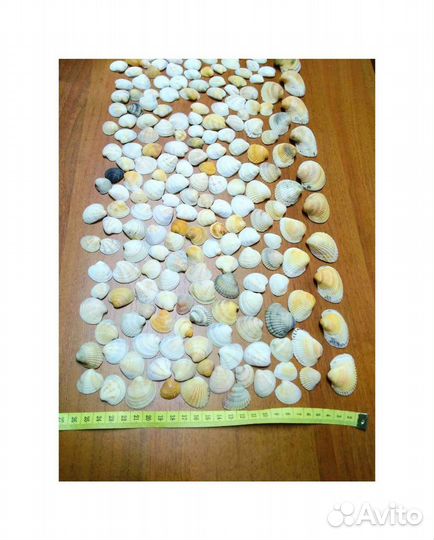 Ракушки морские