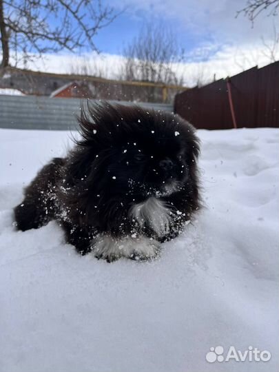 Вязка пекинес девочка