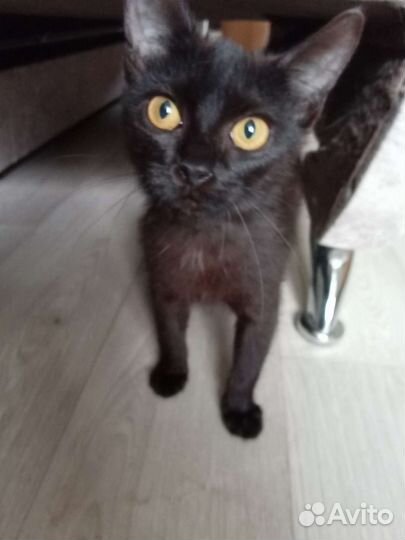 Котенок в добрые руки