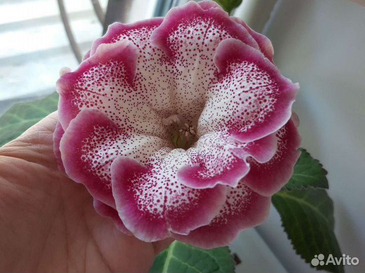 Махровая Глоксиния сортовая Шарм листы и детки