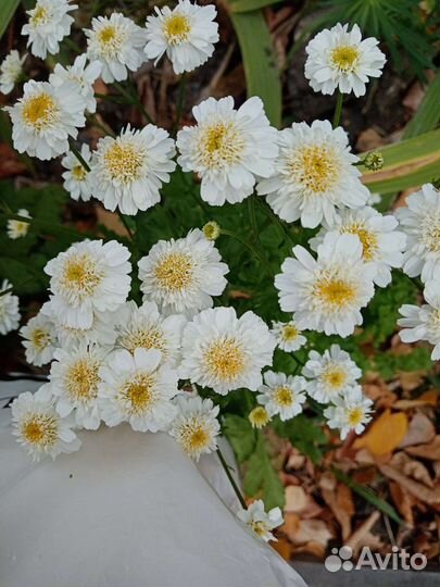 Хризантемы и другие цветы