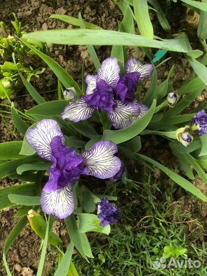 Ирисы карликовые