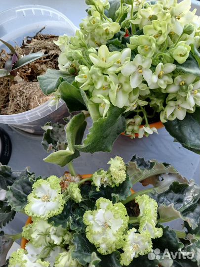 Орхидея, фиалки