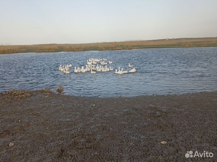 Племенные гуси, Линда