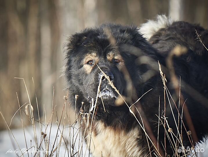 Щенки кавказской овчарки