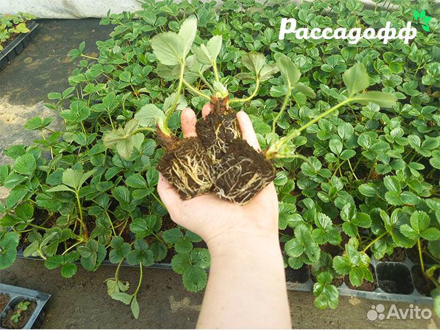 Рассада клубники. Крупная ягода