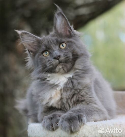 Котенок Мейн-Кун с правом разведения Девочка