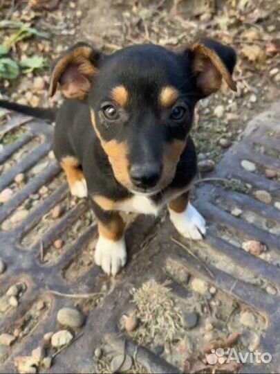 Щенки в добрые руки