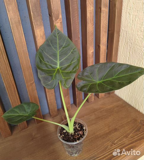 Алоказия Регал Шилдс / Alocasia RegalShields