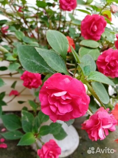 Бальзамин махровый, не махровый (Ванька мокрый)