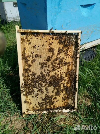 Продам пчёломаток