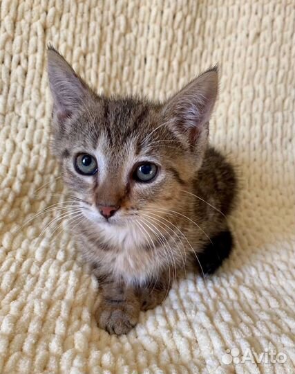 Чудесные котятки ищут дом