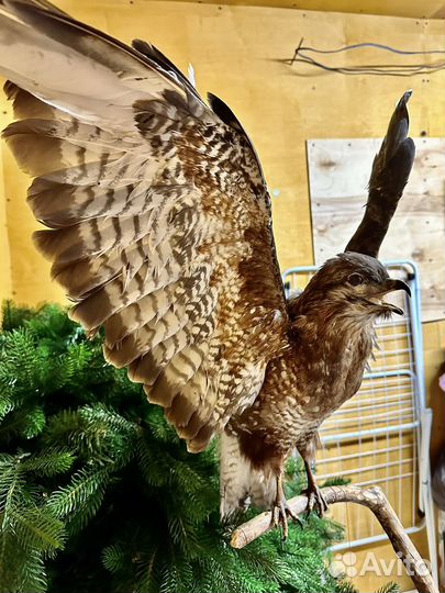 Чучело ястреба