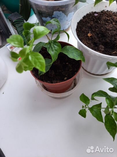 Бугенвиллия