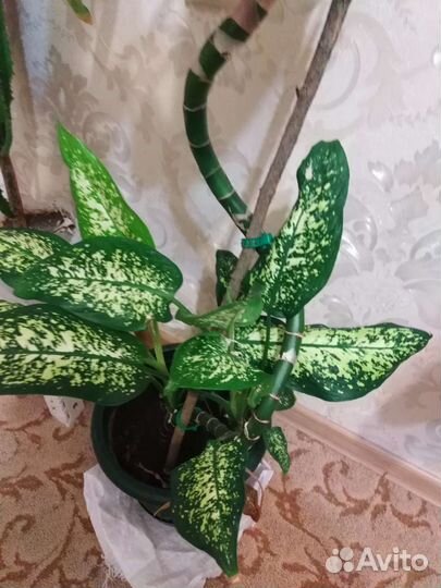 Диффенбахия