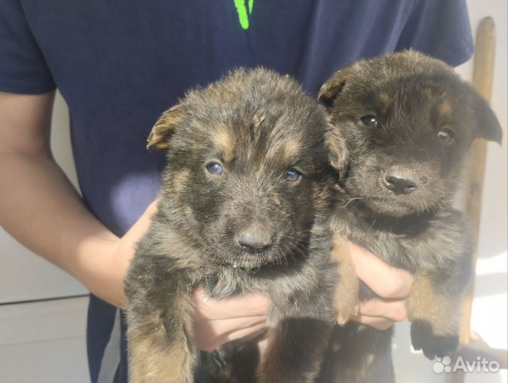 Продам щенков породы немецкая овчарка
