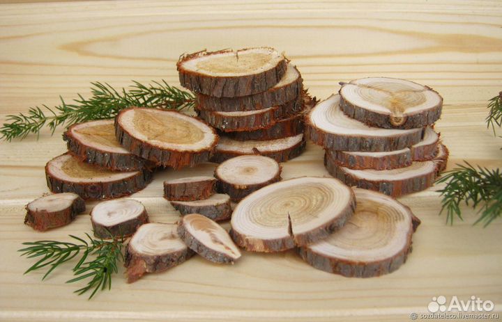 Стволы можжевельника