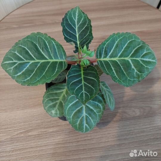 Глоксиния махровая