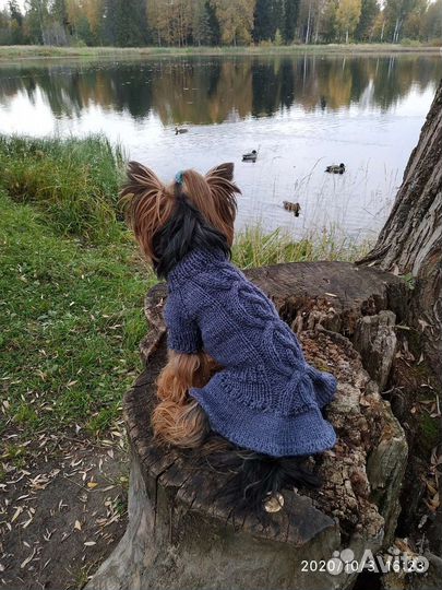 Одежда для маленьких собак