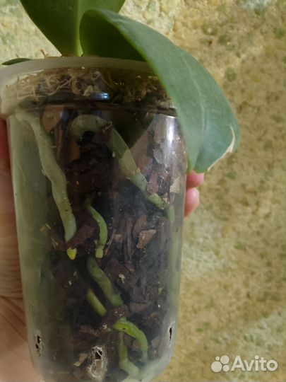 Орхидея фаленопсис