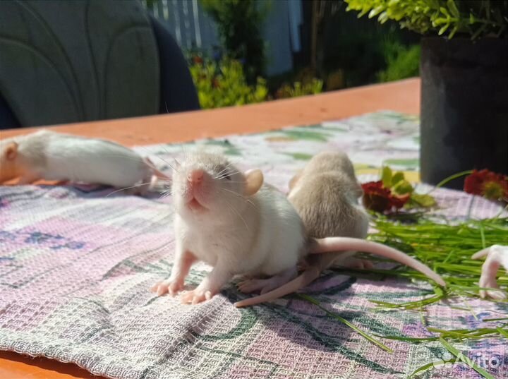 Продам крысят