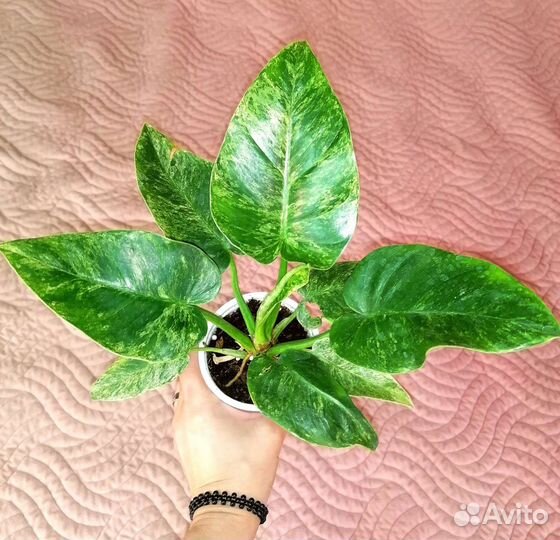 Филодендрон гигантум вариегатный