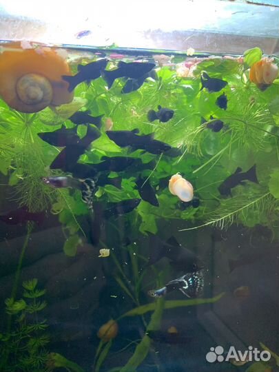 Моллинезия, попугай пельвик,ампулярия, пистия