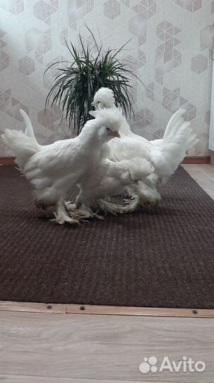 Куры Гуси Утки Бройлер