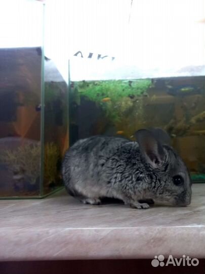 Шиншилла