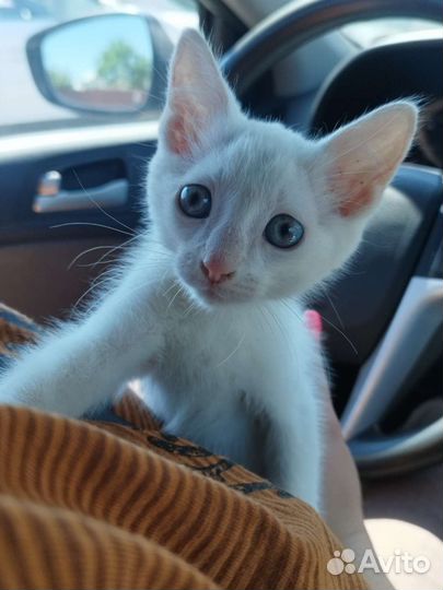 Кошка в дар бесплатно