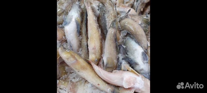 Продаю рыбу бычок