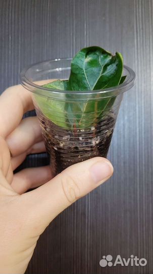 Фикус лирата бамбино