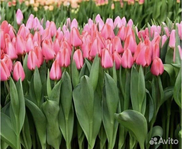 Букеты,композиции