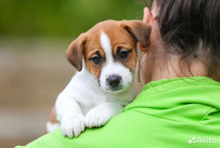 Джек Рассел терьер - высокопородные щенки