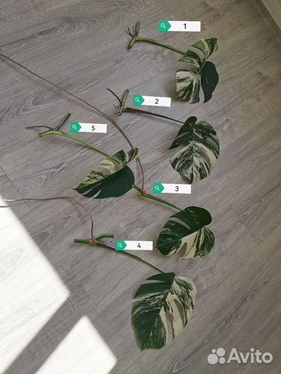 Монстра альба