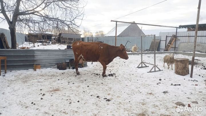 Корова стельная