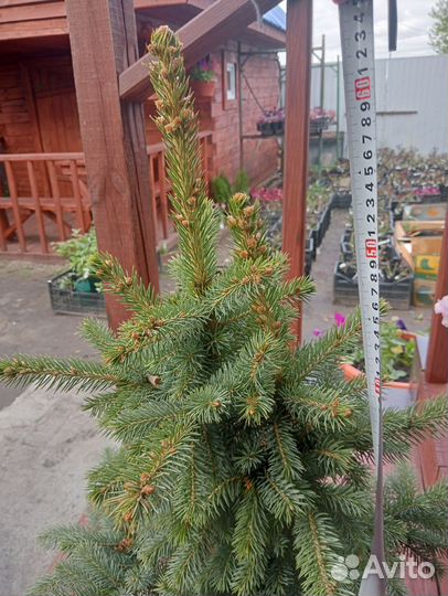 Ель голубая глаука