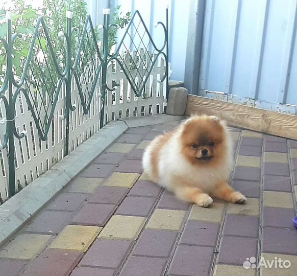 Шпиц вязка