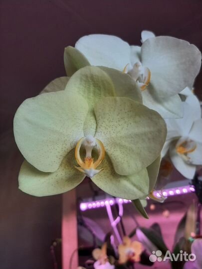 Орхидея фаленопсис