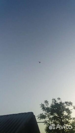 Продажа голубей павлин.Бакинцы белые