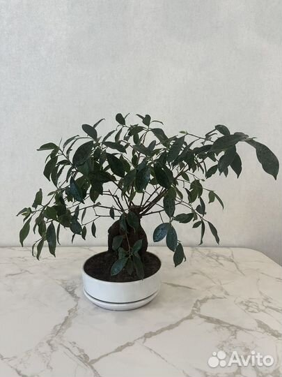 Фикус микрокарпа Гинсенг