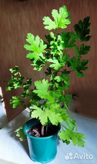 Душистая герань